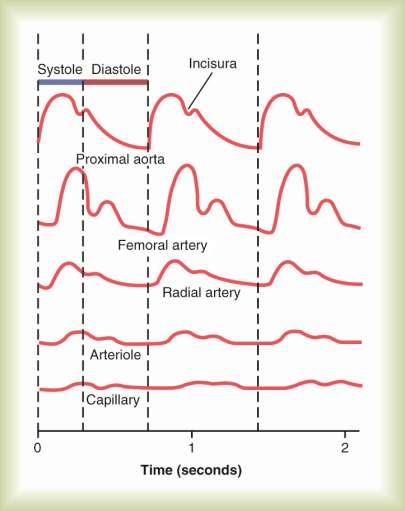Damping of Pulse Pressures in the Peripheral Arteries The intensity of pulsations becomes progressively less in the smaller arteries.