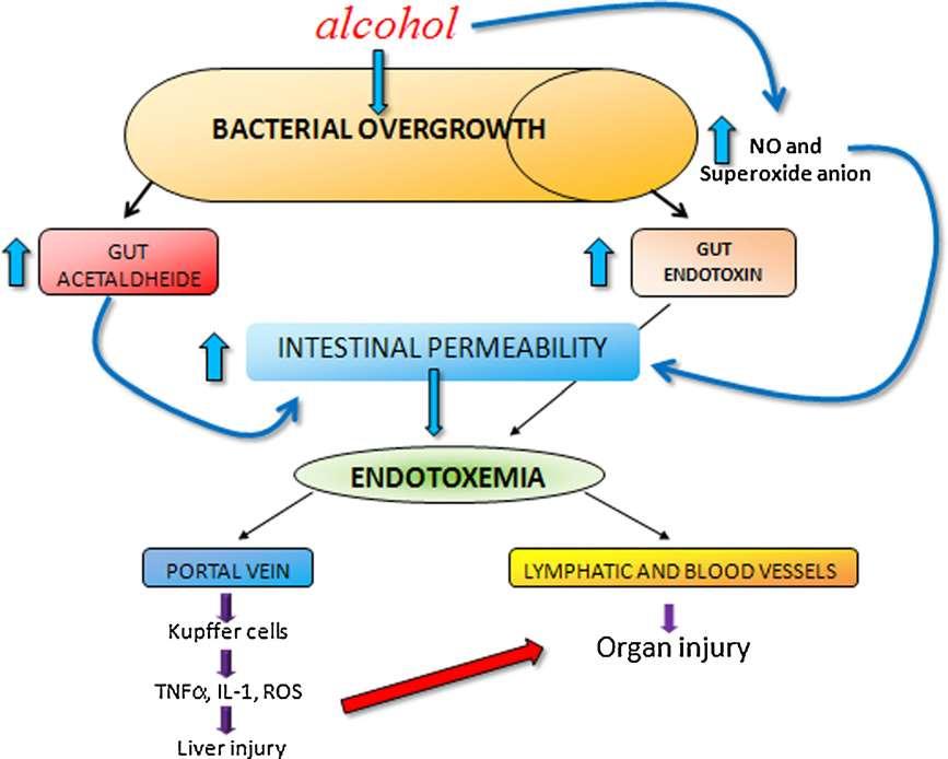 Alcoholic Liver Disease & Microbiota Alcoholic hepatitis Enterococcus E.