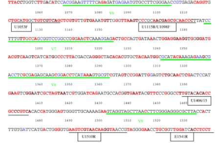 coil 16S rrna gene sequence annotated with