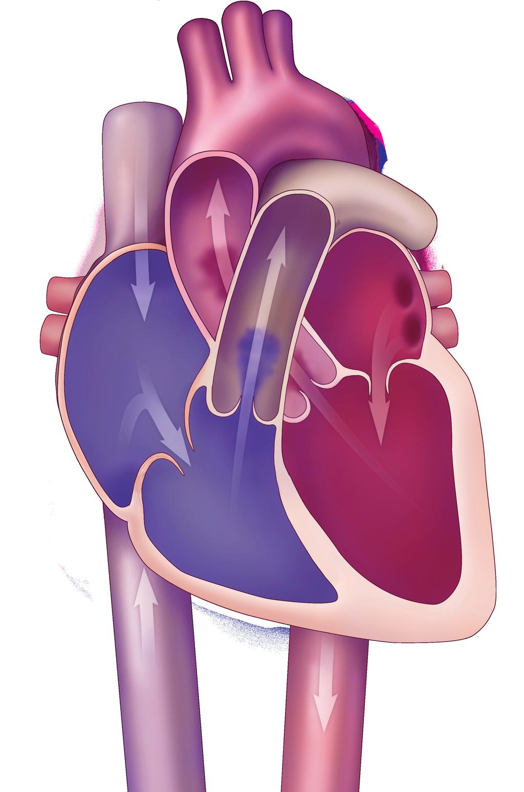 How does your heart work? Your heart is a strong muscle that sits in your chest between your lungs. It works to keep blood moving through your body.