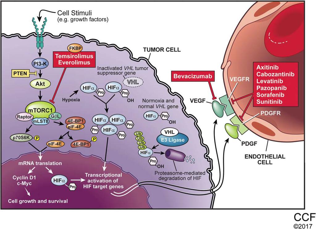 Therapeu0c Biologic Pathways for Targeted Therapies in Renal Cell Carcinoma.