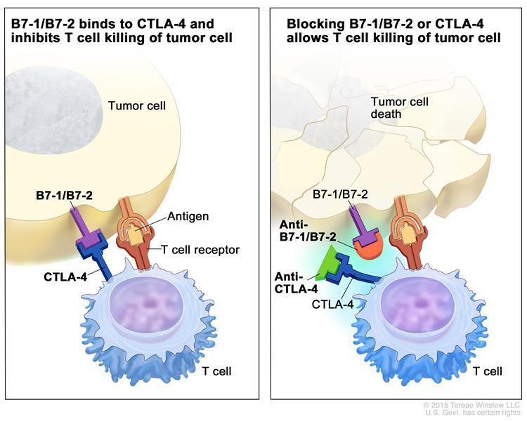 Immune Checkpoint Inhibitors hips://www.cancer.