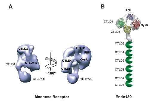 Mannose receptor family members may exist in extended or