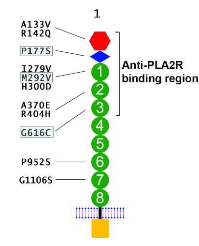 PLA2R contains several SNPs in