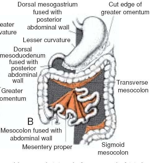 The mesentery of the jejunoileal loops is at first continuous with that of the ascending colon When the mesentery of the ascending mesocolon fuses with the posterior