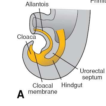 The cloaca itself is an endodermlined cavity covered at its ventral boundary by surface ectoderm.