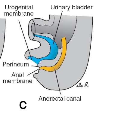 At the end of the seventh week, the cloacal membrane ruptures, creating the anal opening for the hindgut and a ventral opening for the urogenital sinus.