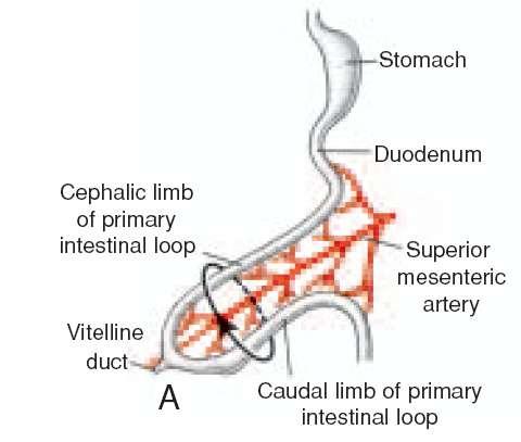 ROTATION OF THE MIDGUT Coincident with growth in length, the primary intestinal loop rotates around an axis formed by the superior mesenteric artery When viewed from the front, this rotation is