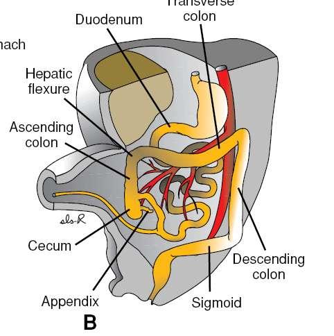 The cecal bud, which appears at about the sixth week as a small conical dilation of the caudal limb of the primary intestinal loop, is the last part of the gut to reenter the abdominal cavity.