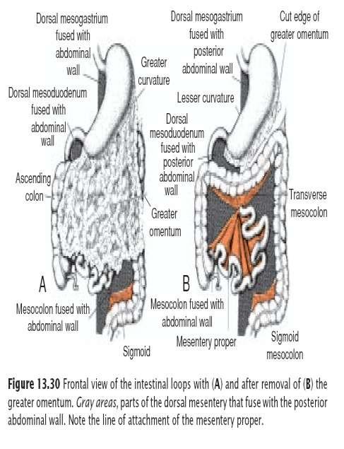 MESENTERIES OF THE INTESTINAL The mesentery of the primary intestinal loop, the mesentery proper, undergoes profound changes with rotation and coiling of the bowel.