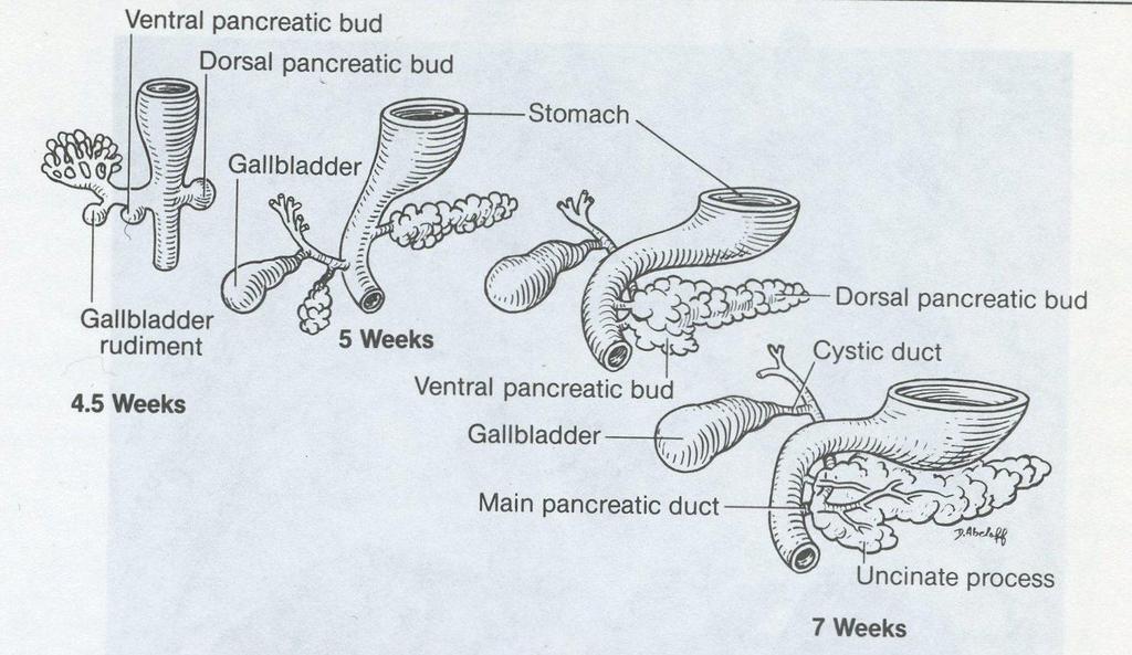 Development of the pancreas - Ventral pancreatic bud outgrowth of liver bud - Dorsal pancreatic bud outgrowth of duodenal bud into the stomach mesentery.