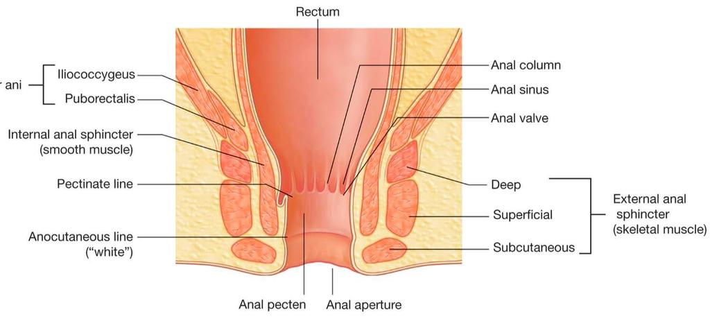 Anorectal line (upper end of columns) (lower end of columns) Pectinate line - anatomical border between rectum and anal canal Anal pecten 1) place between pectinate and