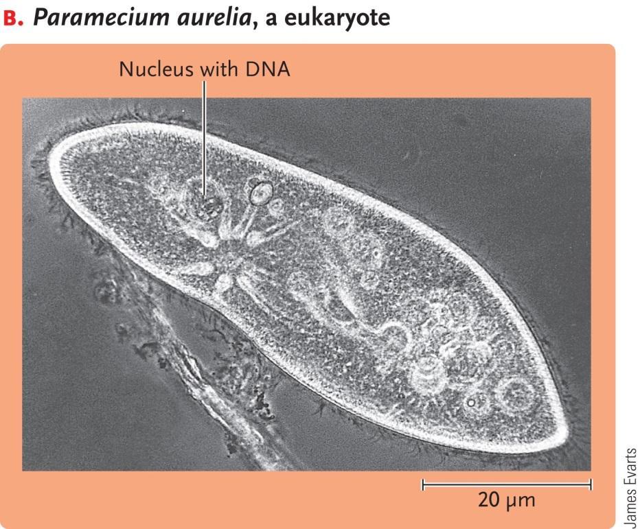 organelles Eukaryotes have