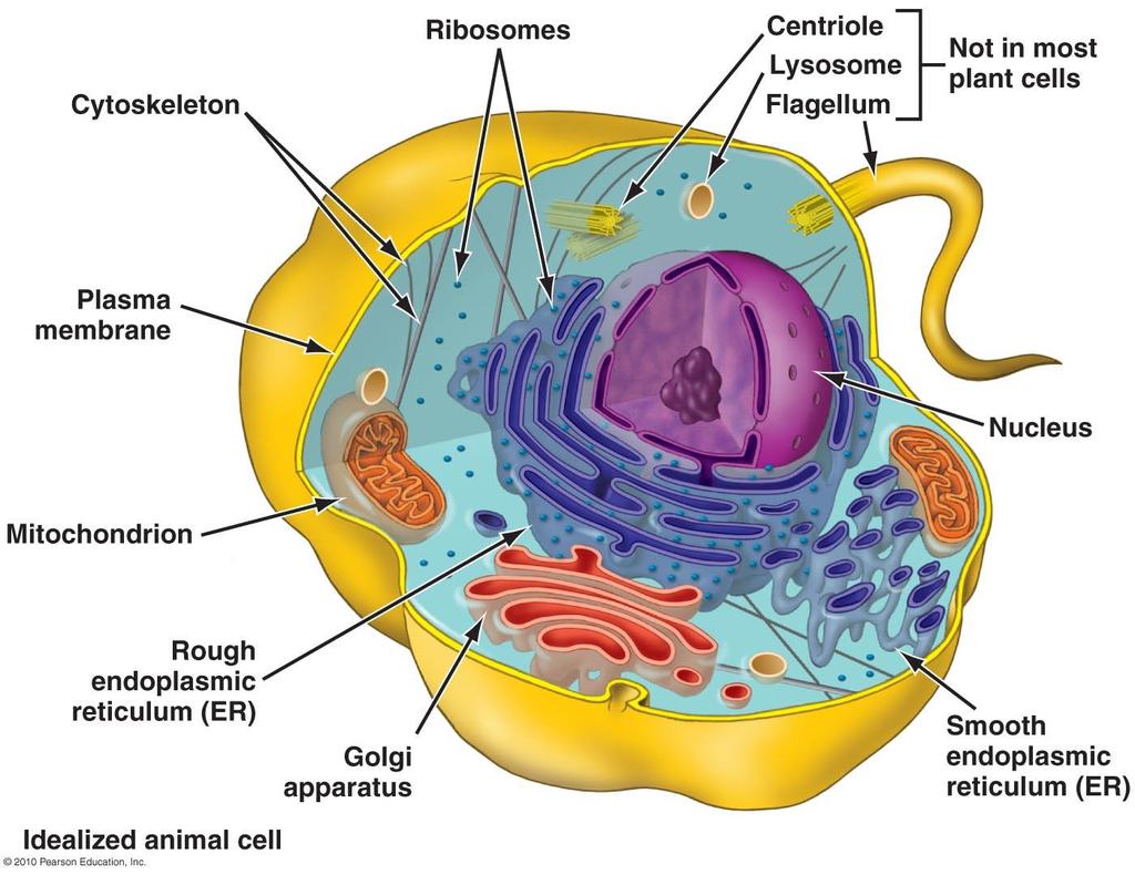 Eukaryote--organelles