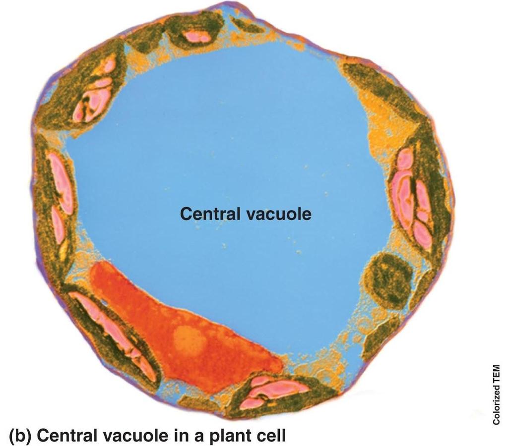 Vacuoles Central vacuole Storage Water Nutrients