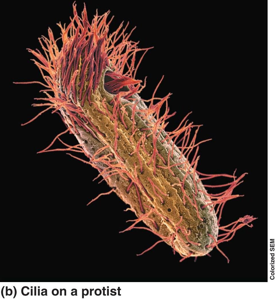 Non-membrane bound structures Cilia Short hair-like structures Usually many on cell surface