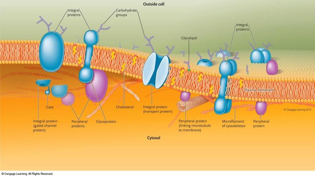 Fluid Mosaic Model of Plasma Plasma membrane a mosaic Phospholipids
