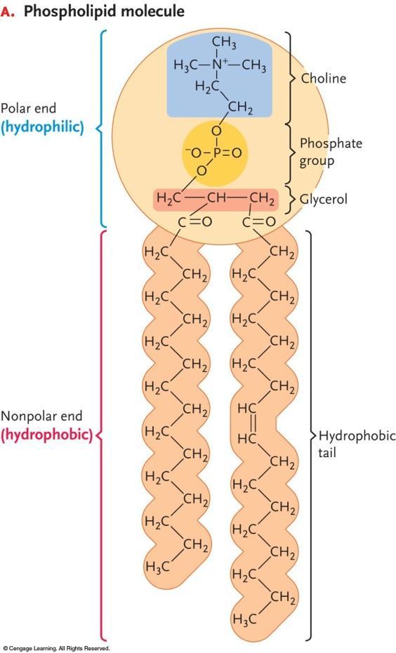 Fluid Mosaic Model of Plasma Membrane Phospholipids Hydrophilic head charged