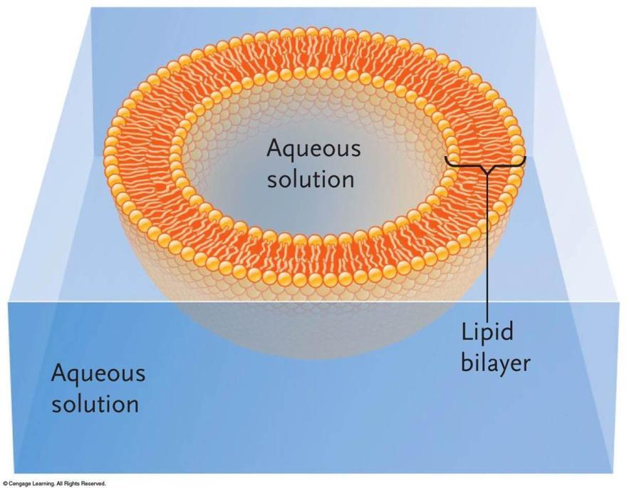Fluid Mosaic Model of Plasma Phospholipids Prevent most substances from crossing