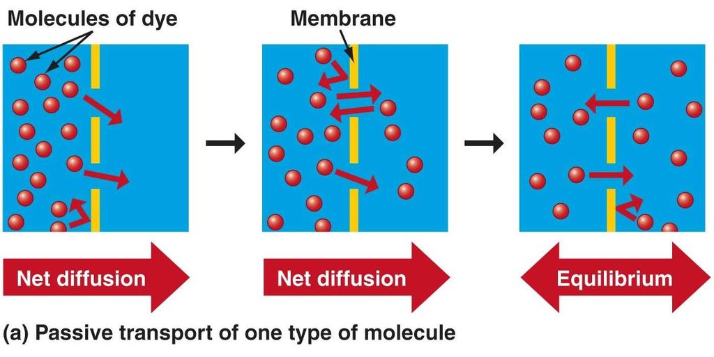 Diffusion (Passive Transport) Requires no energy on