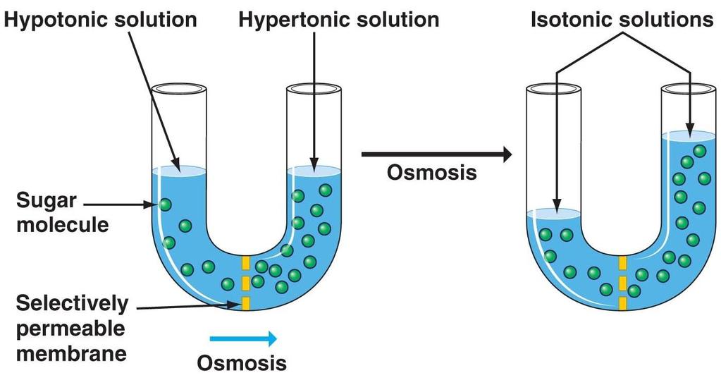 Osmosis Cell
