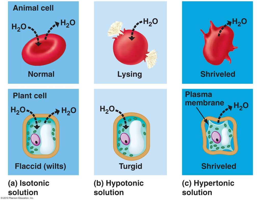 Osmosis Plant and animal cells
