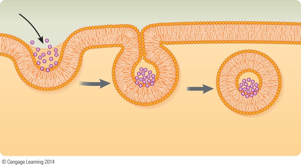 Bulk transport Endocytosis Membrane Transport Substance moved into