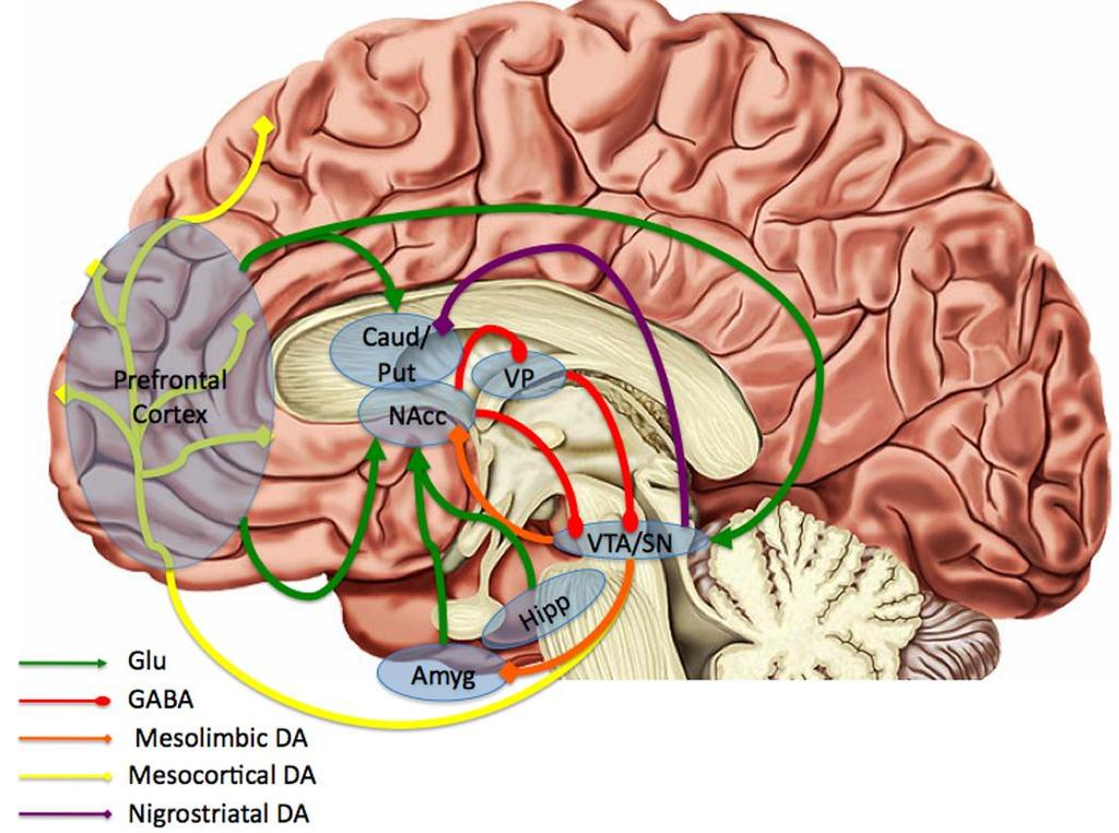 26 areas that underlie each aspect of reward learning which include the nucleus accumbens, the prefrontal cortex (orbitofrontal cortex, ventromedial PFC and anterior cingulate cortex), the striatum