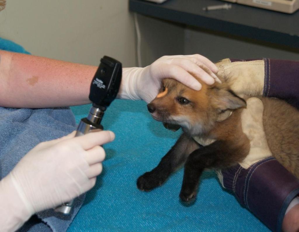 Eye Exam and Vision Assessment Observe animal Physical exam; include area around eyes Assess reflexes; PLR,