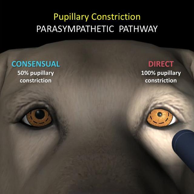 Eye Exam and Vision Assessment Pupillary Light Reflex - PLR A reflex that controls the size of the pupil Allows animal to adapt to