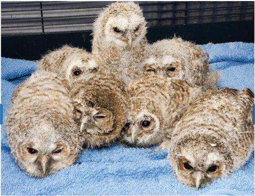 The White or Cloudy Eye - Cataracts Exceptions: Very young darkeyed owls have naturally bluish lenses