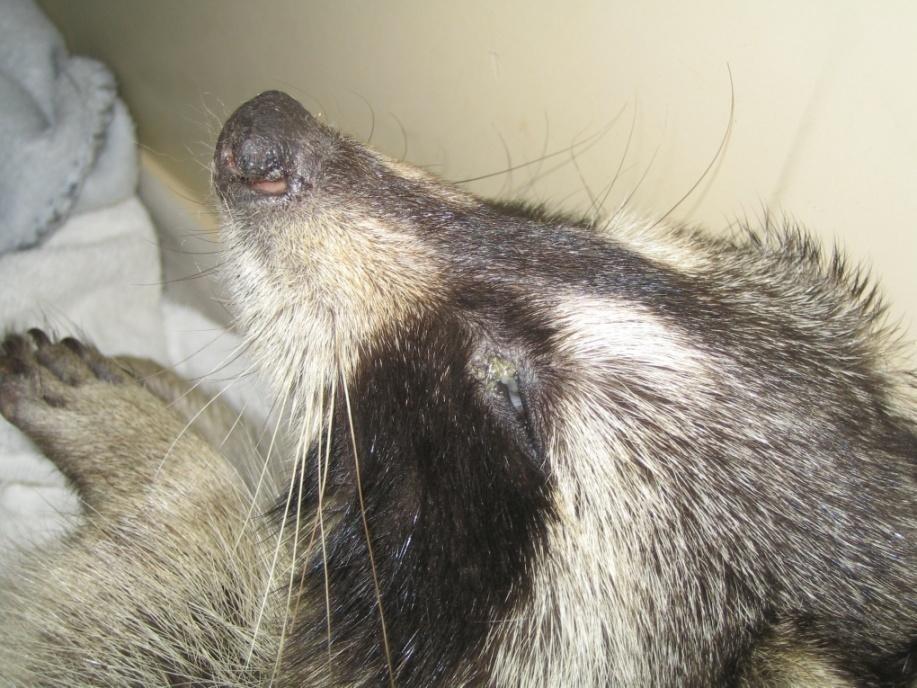 The Red Eye Conjunctivis Distemper Virus Infectious viral disease of canids, mustelids, skunks and