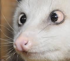 Other Conditions Species specific Overweight Virginia opossums have fat