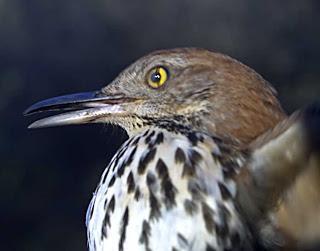 The Avian Eye - Differences Small eye size in most birds and small pupil size makes it hard to examine Can control the size of their