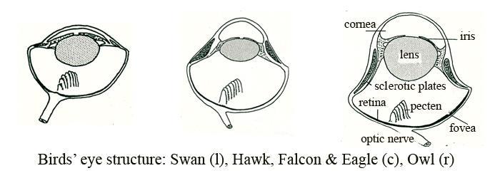 The Avian Eye - Differences Eyes are not as