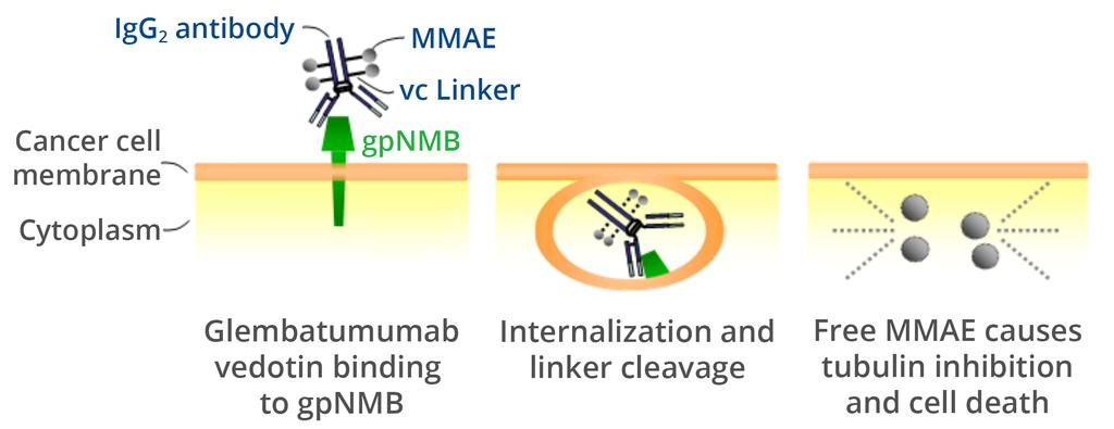 Glycoprotein NMB (gpnmb) Internalizable transmembrane glycoprotein overexpressed in multiple tumor types High tumor gpnmb expression associated with worse prognosis 1-3 BRAF/MEK inhibition