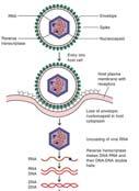 Orthomyxoviridae multiple strands of ( )RNA Influenza virus Consists of 8 segments of RNA Envelope has H spikes