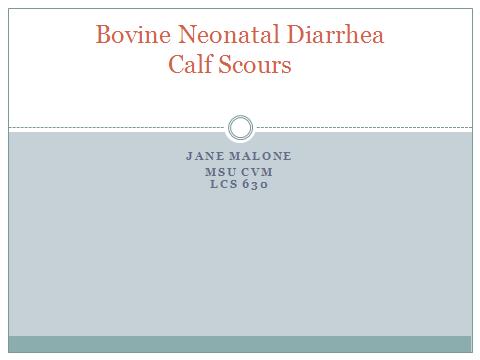 My presentation is about bovine neonatal diarrhea, more commonly referred to as calf scours.