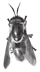 18 6 Fig. 6.1 shows three different insects.