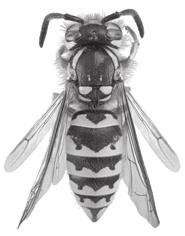 insect 3 Fig. 6.