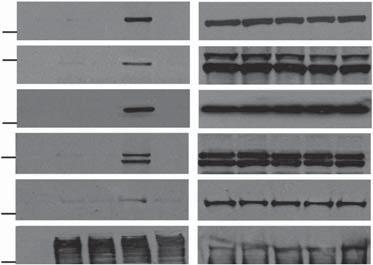 For synchronous cultures, cells were arrested at the G 1 /S checkpoint by aphidicolin treatment (18 h) and then released into the cell cycle by the removal of aphidicolin (t ¼ 0 h).