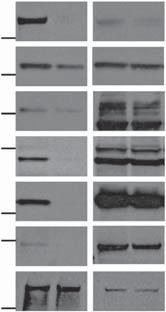 (B) Western blot analysis of immunoprecipitated material or from AS or synchronous 293T cultures as in (A). Samples were taken for IP at 0 and 4 h after release as shown.