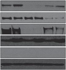 When taken together with the observations that silencing modulates the response to various DNA-damaging agents (Figure 3), RAD51 foci formation (Figure 4A) and the repair of a synthetic HR substrate