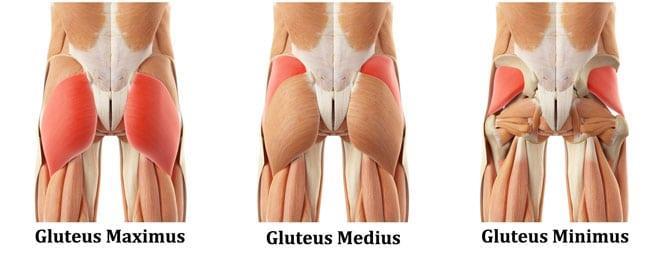 Gluteus Muscle Main Causes of Lower Crossed Syndrome -bad posture -sitting too much -wrong and bad postures of sports and