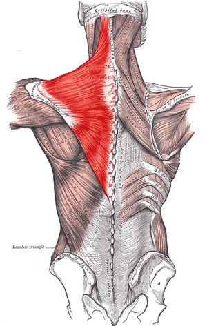 trapezius Leaning forward to support the instrument puts stress on weaker / smaller shoulder muscles
