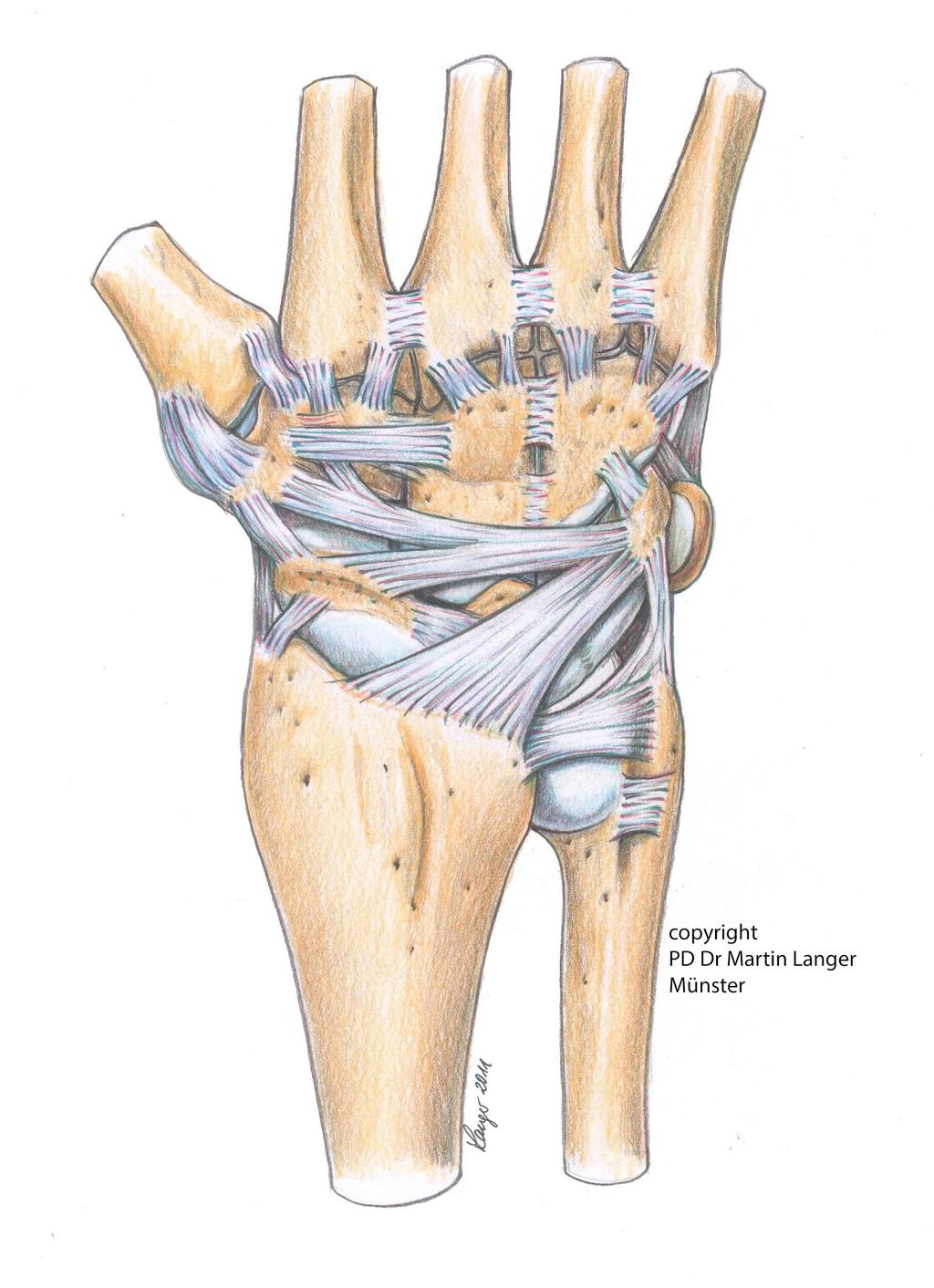 Hand Position: The Science Behind It Muscles provide the force that moves our body But tendons & ligaments directly attach to the bones Muscles can be much more easily stretched & bent than ligaments