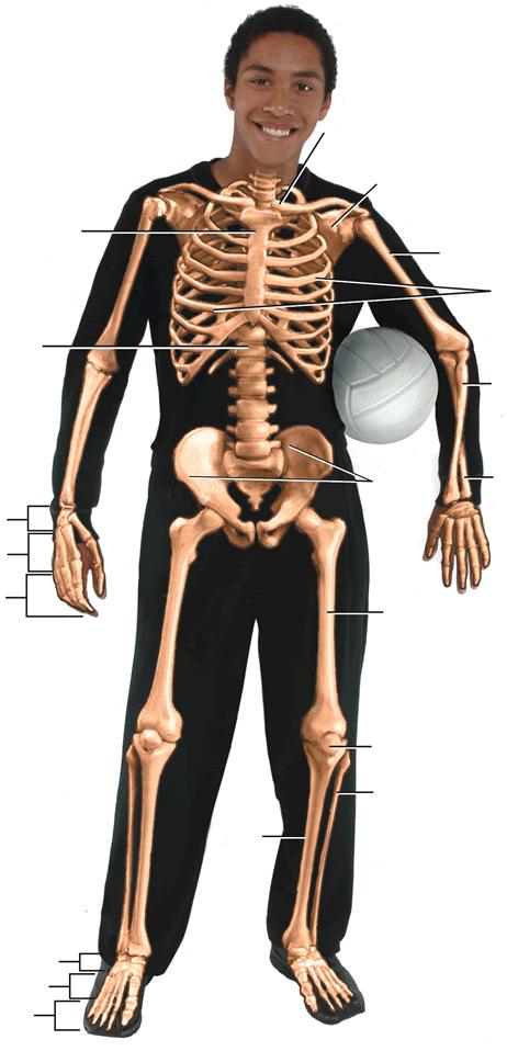 The Skeletal System Skull 1) Sternum (breastbone) 2) Vertebral
