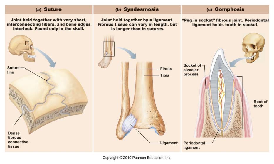 Fibrous Joints Cartilaginous
