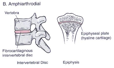 cartilage Located: Epiphyseal