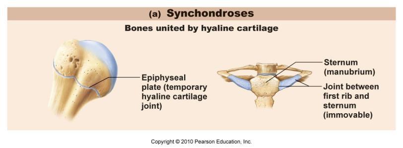 Cartilaginous Joints Synovial Joints Bones separated by fluid-containing joint cavity Synovial fluid reduces